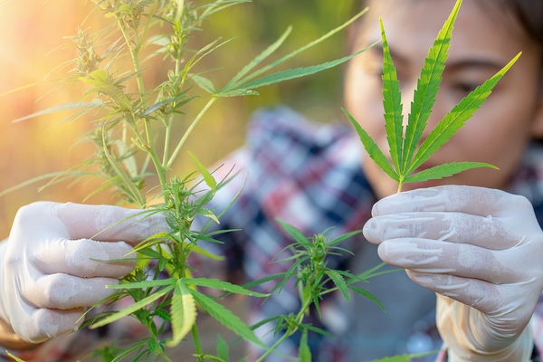 Person looking at a cannabis plant.